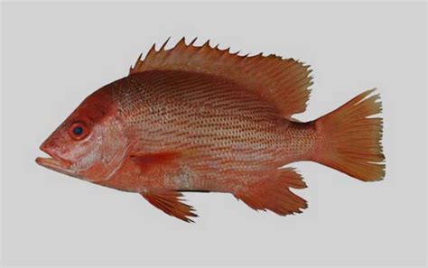 紅魚是什麼魚 2023屬兔幾歲